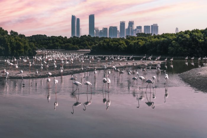 National,Park,Flamingos,In,Contrast,With,The,City